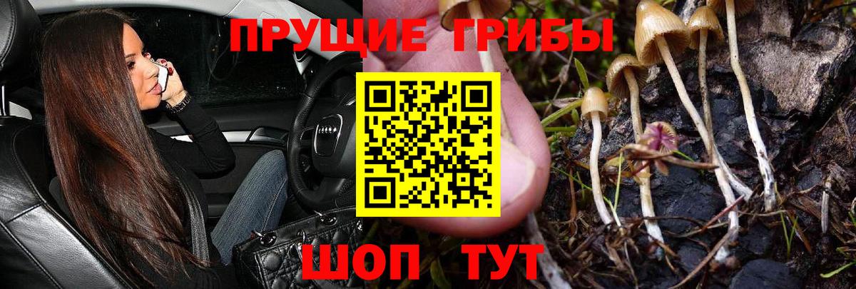 Псилоцибиновые грибы Psilocybine cubensis  Вход с VPN  Горячий Ключ 